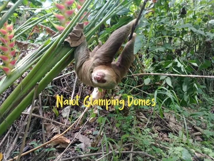 Glamping Naioth Apartment Guapiles Luaran gambar