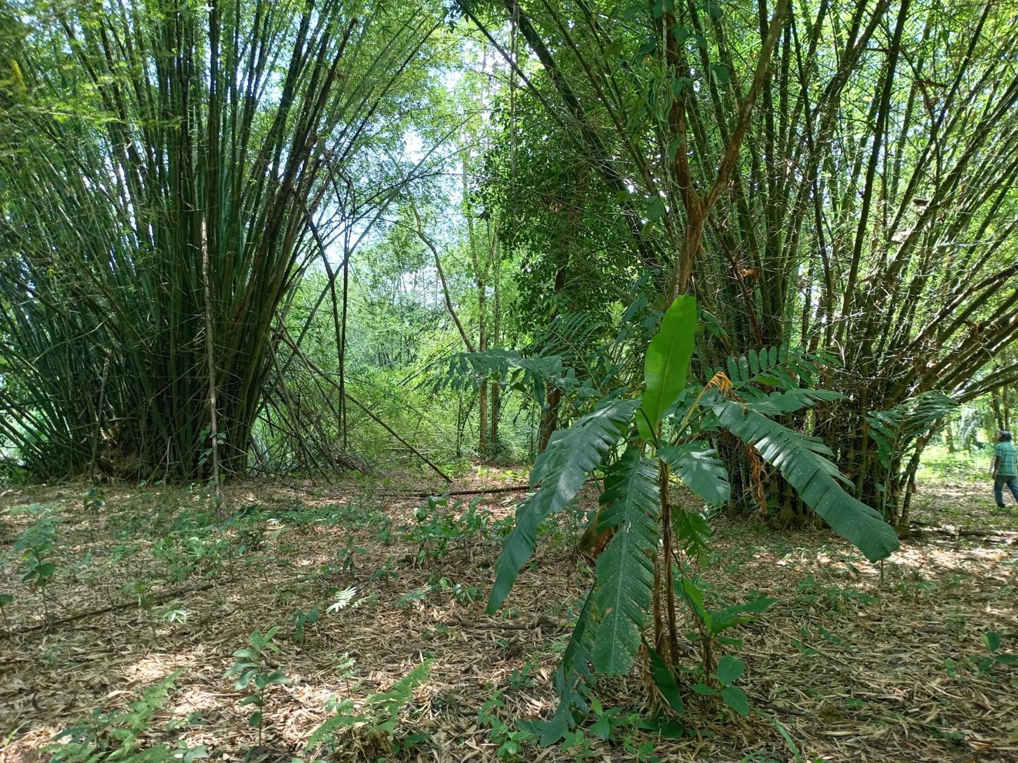 Glamping Naioth Apartment Guapiles Bilik gambar